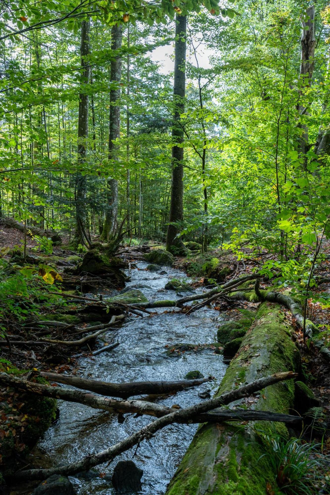 Grosser Arber, Wandern & Sauna, Gemuetliches Apartment Im Nationalpark Bayerischen Wald リントベルク エクステリア 写真