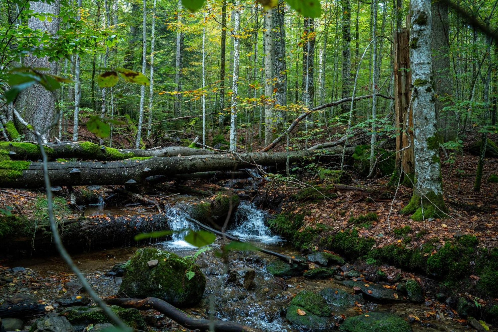 Grosser Arber, Wandern & Sauna, Gemuetliches Apartment Im Nationalpark Bayerischen Wald リントベルク エクステリア 写真